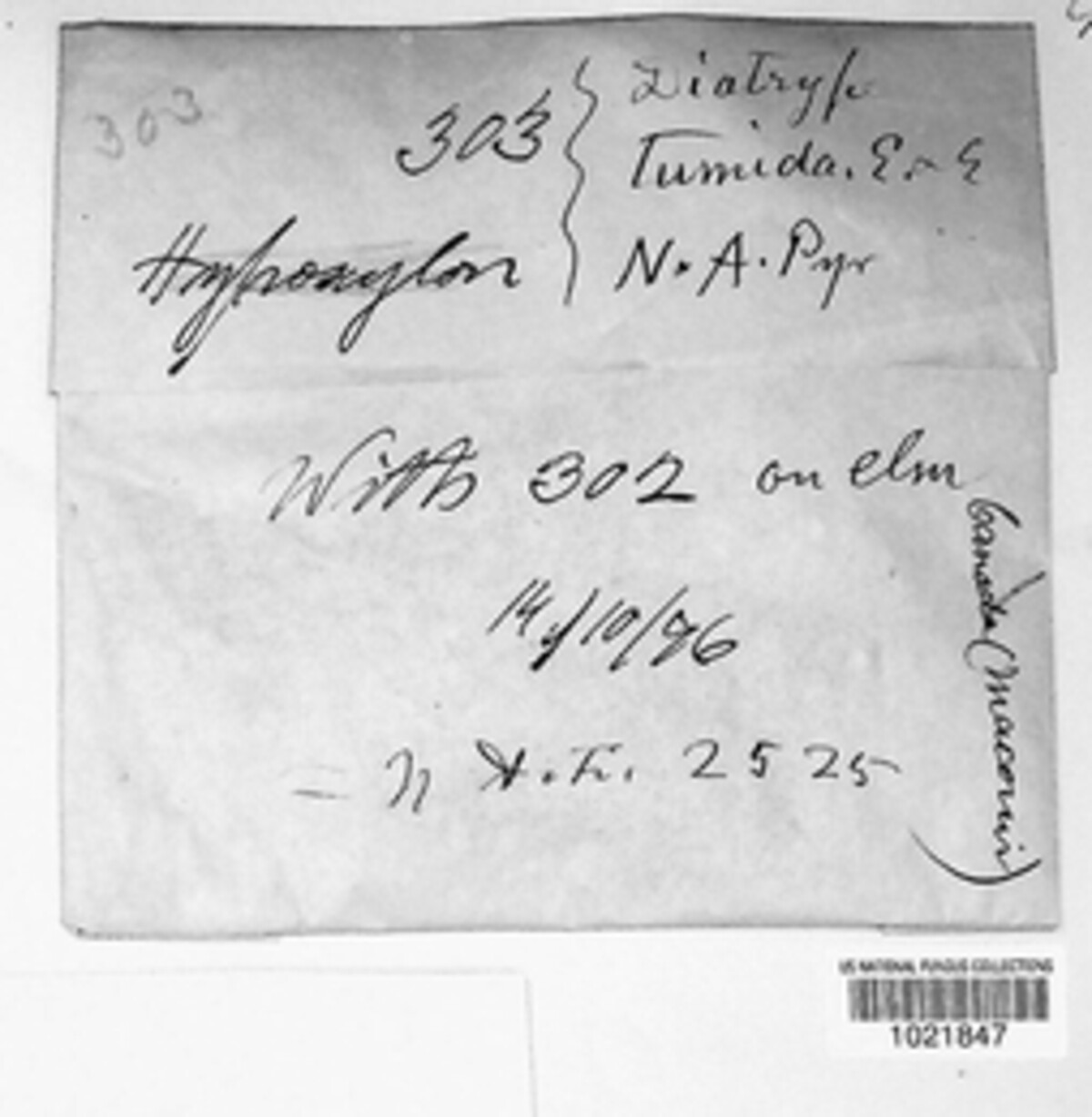 Diatrype tumida image